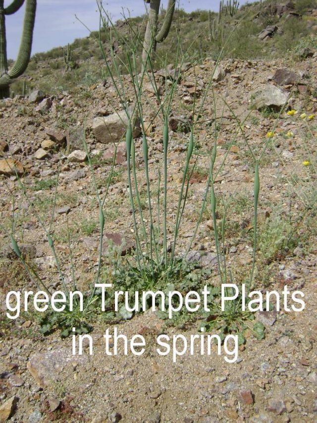 Trumpet Plants Grow in Mineral Soils - Gold does too